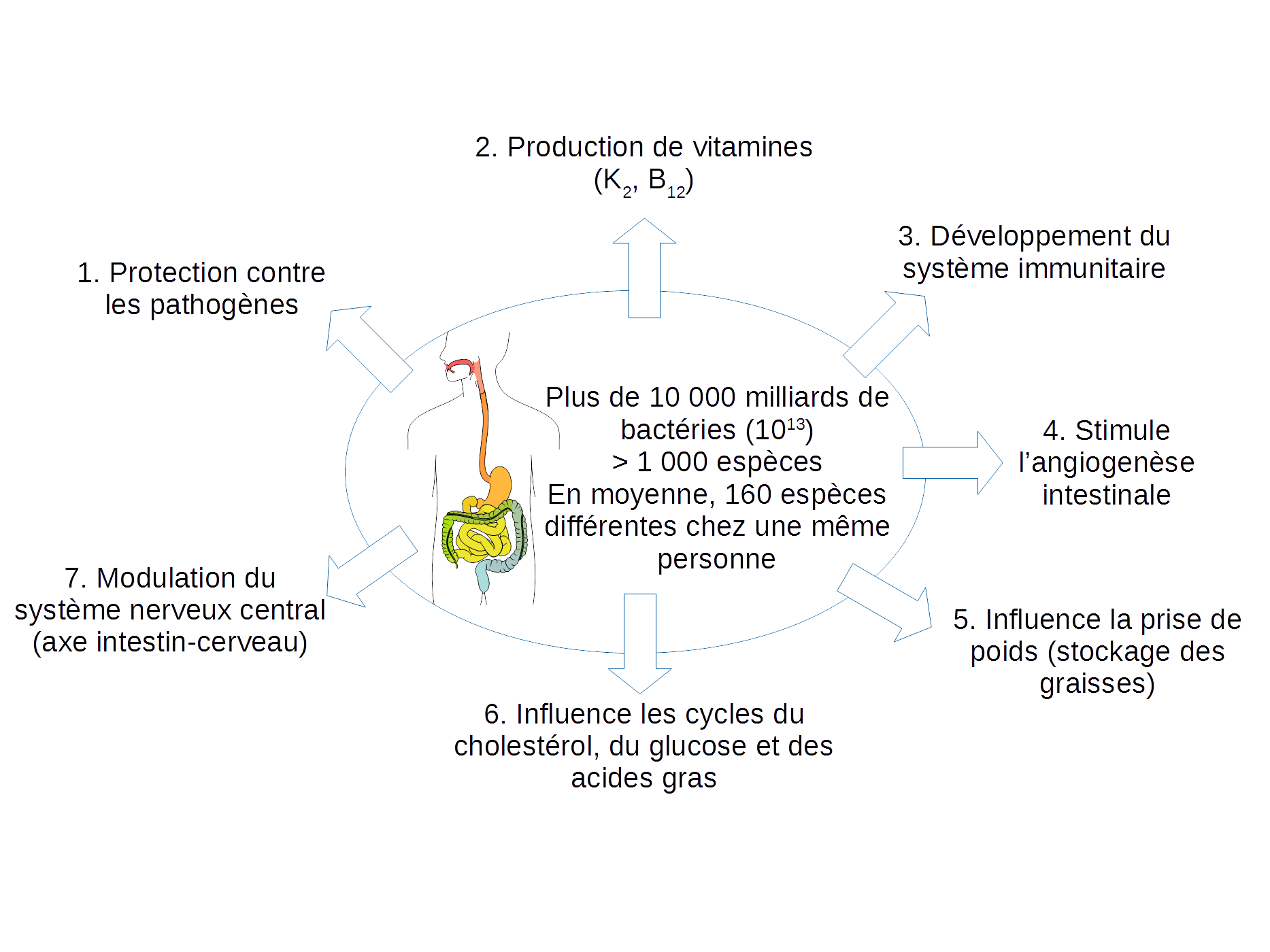 Rôles du microbiote intestinal